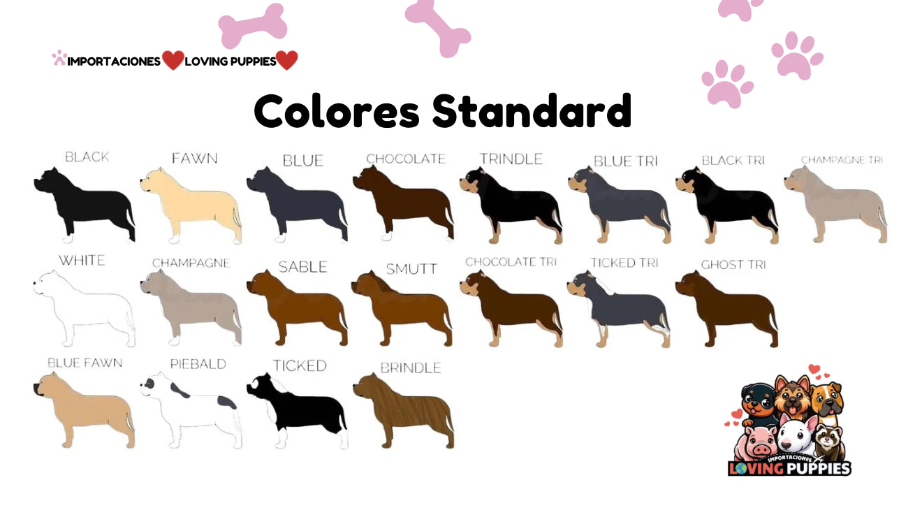 American Bully
