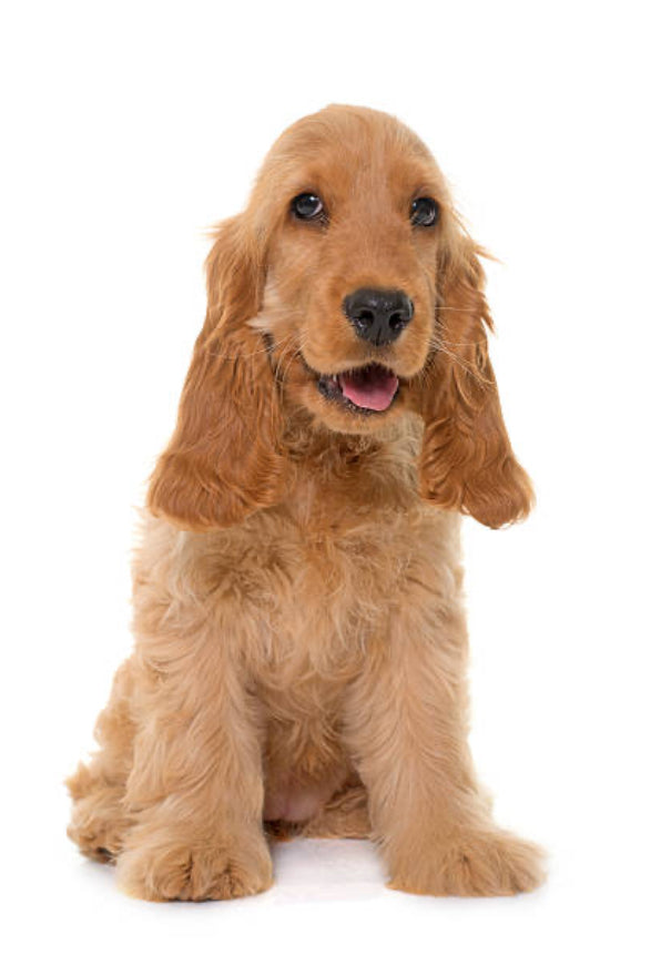 Cocker Spaniel