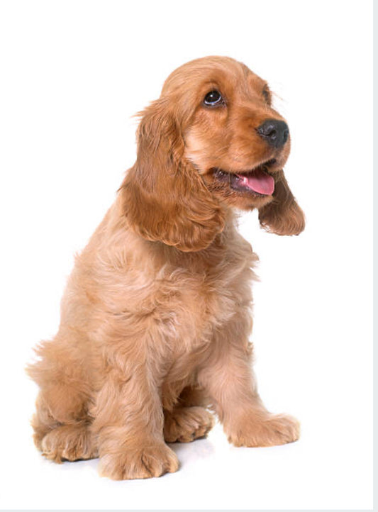 Cocker Spaniel