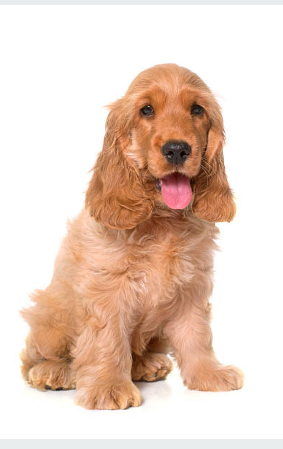 Cocker Spaniel