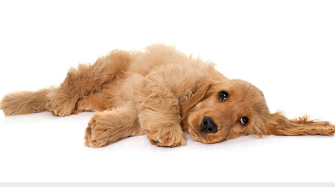 Cocker Spaniel