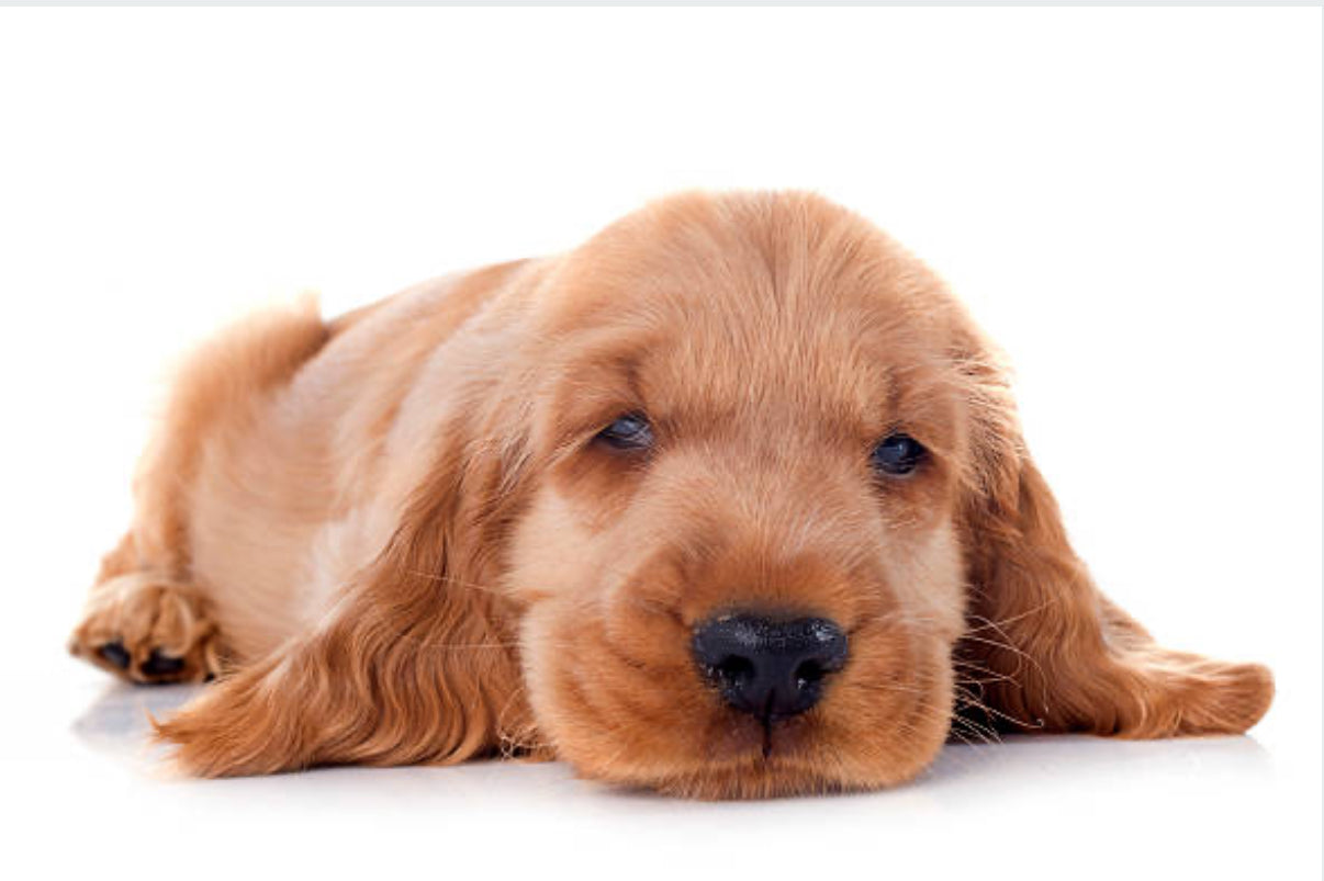 Cocker Spaniel