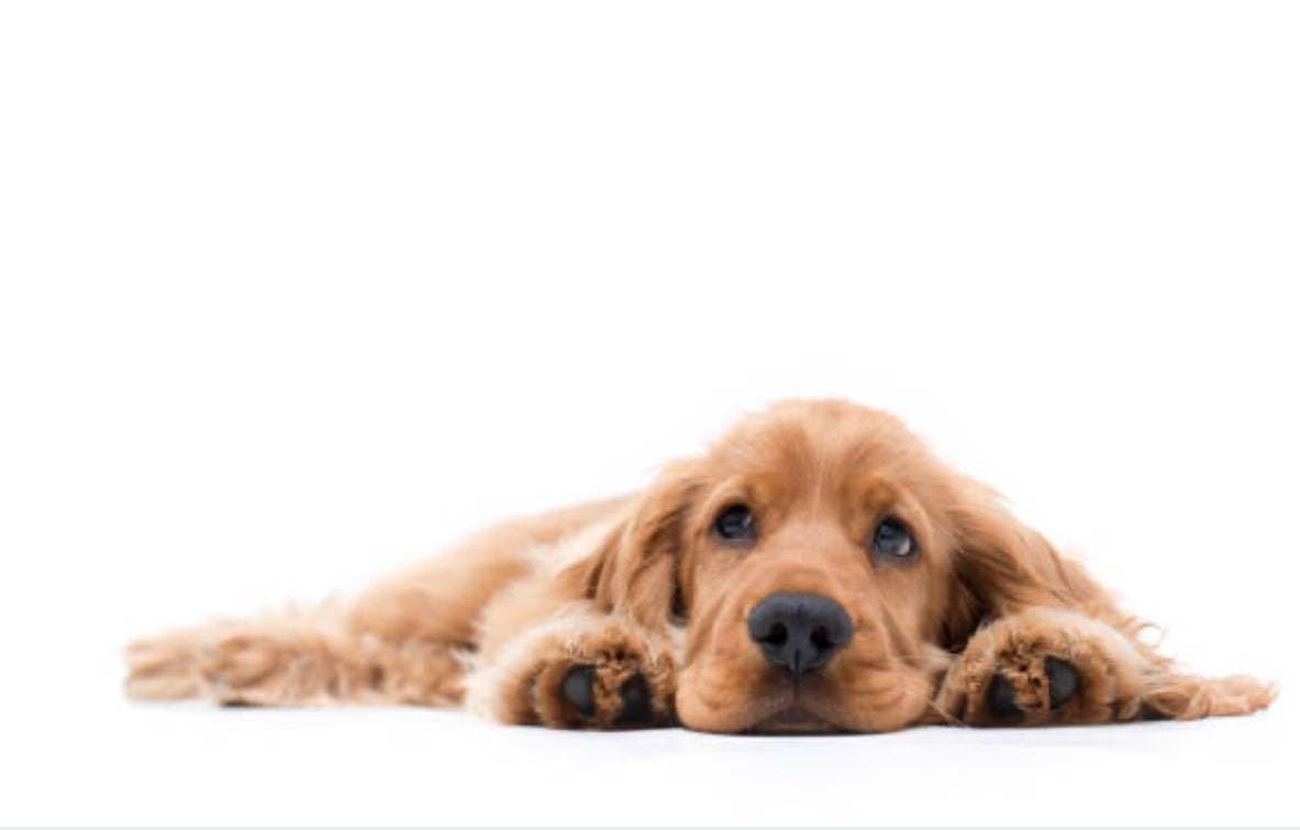 Cocker Spaniel