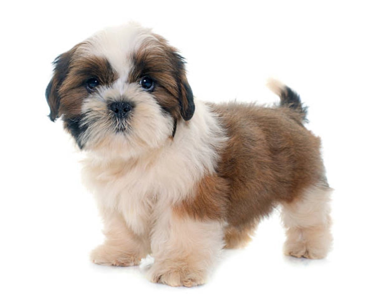 Shih Tzu