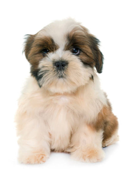 Shih Tzu