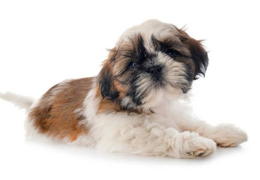 Shih Tzu