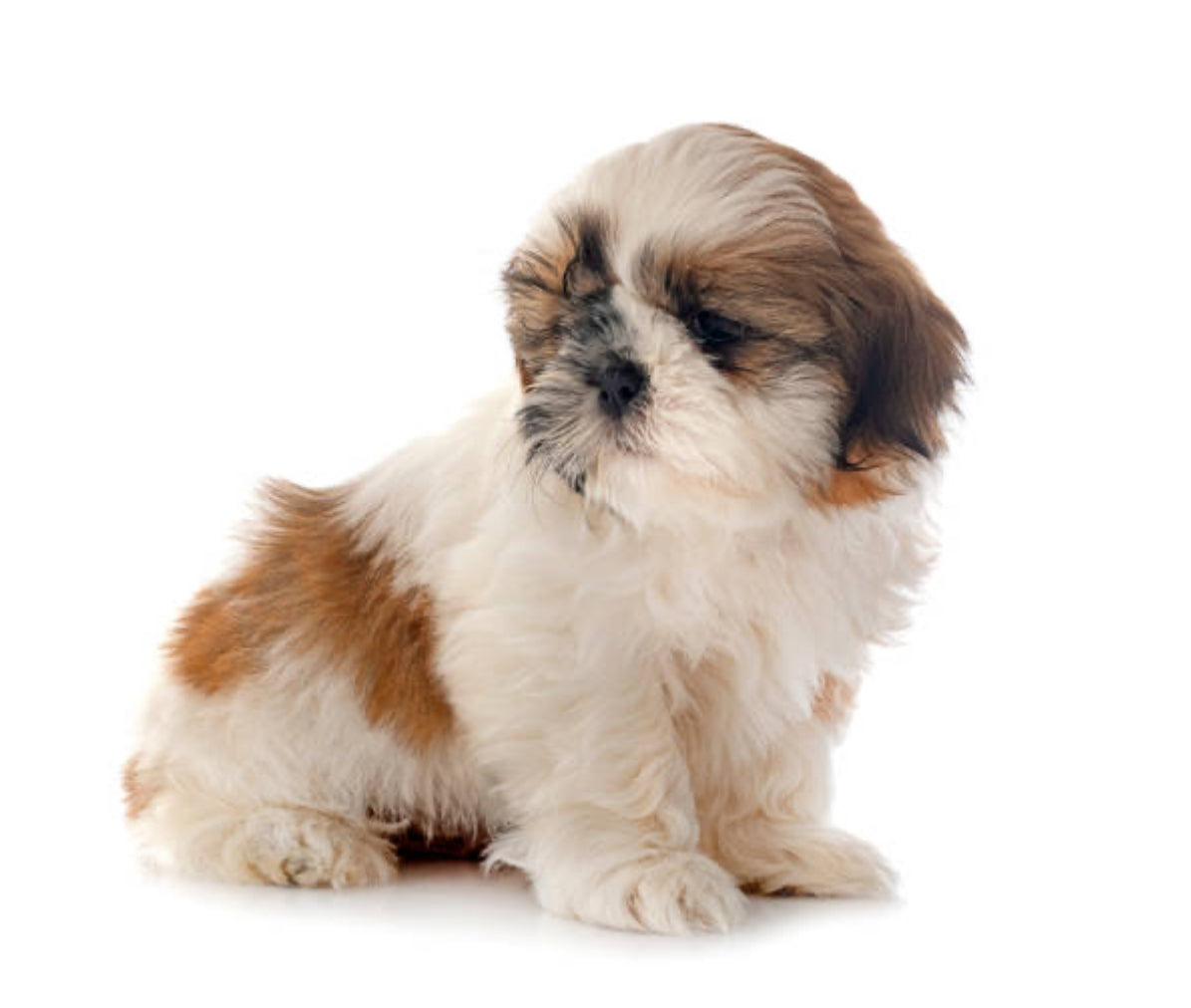 Shih Tzu