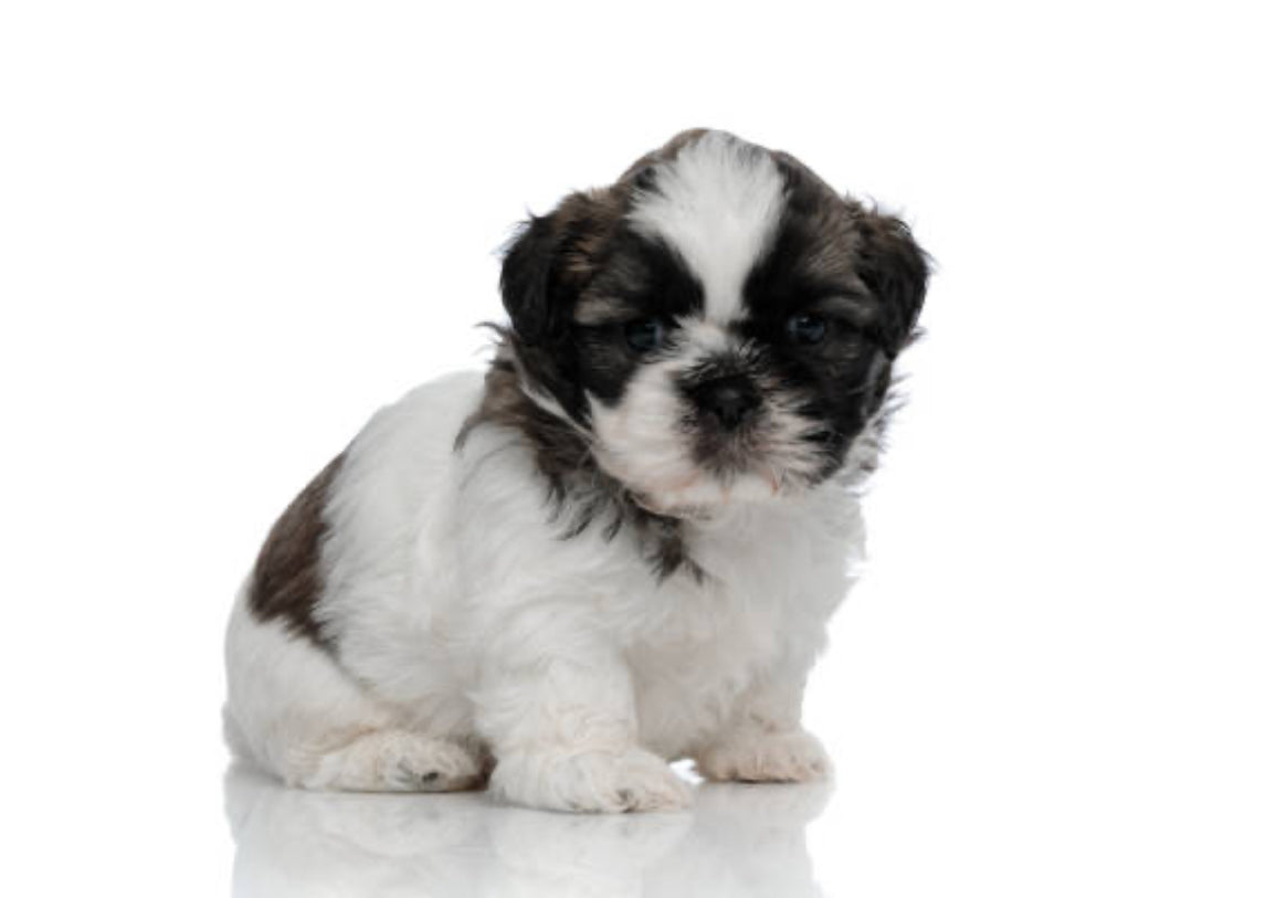 Shih Tzu