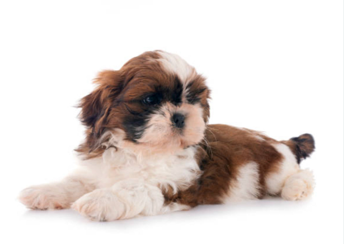 Shih Tzu