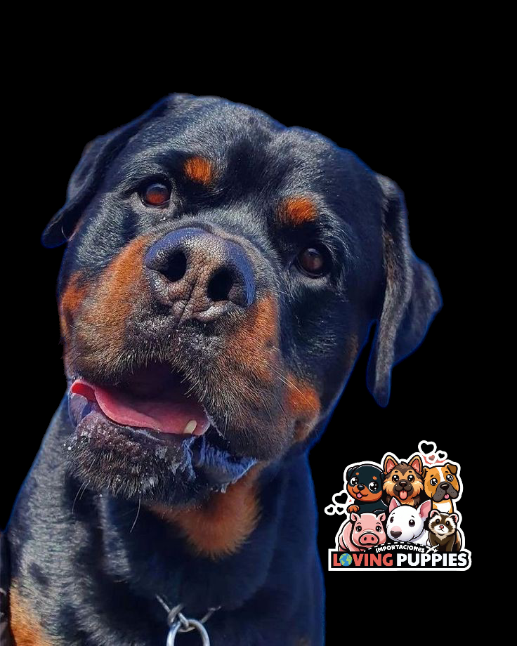 Rottweiler