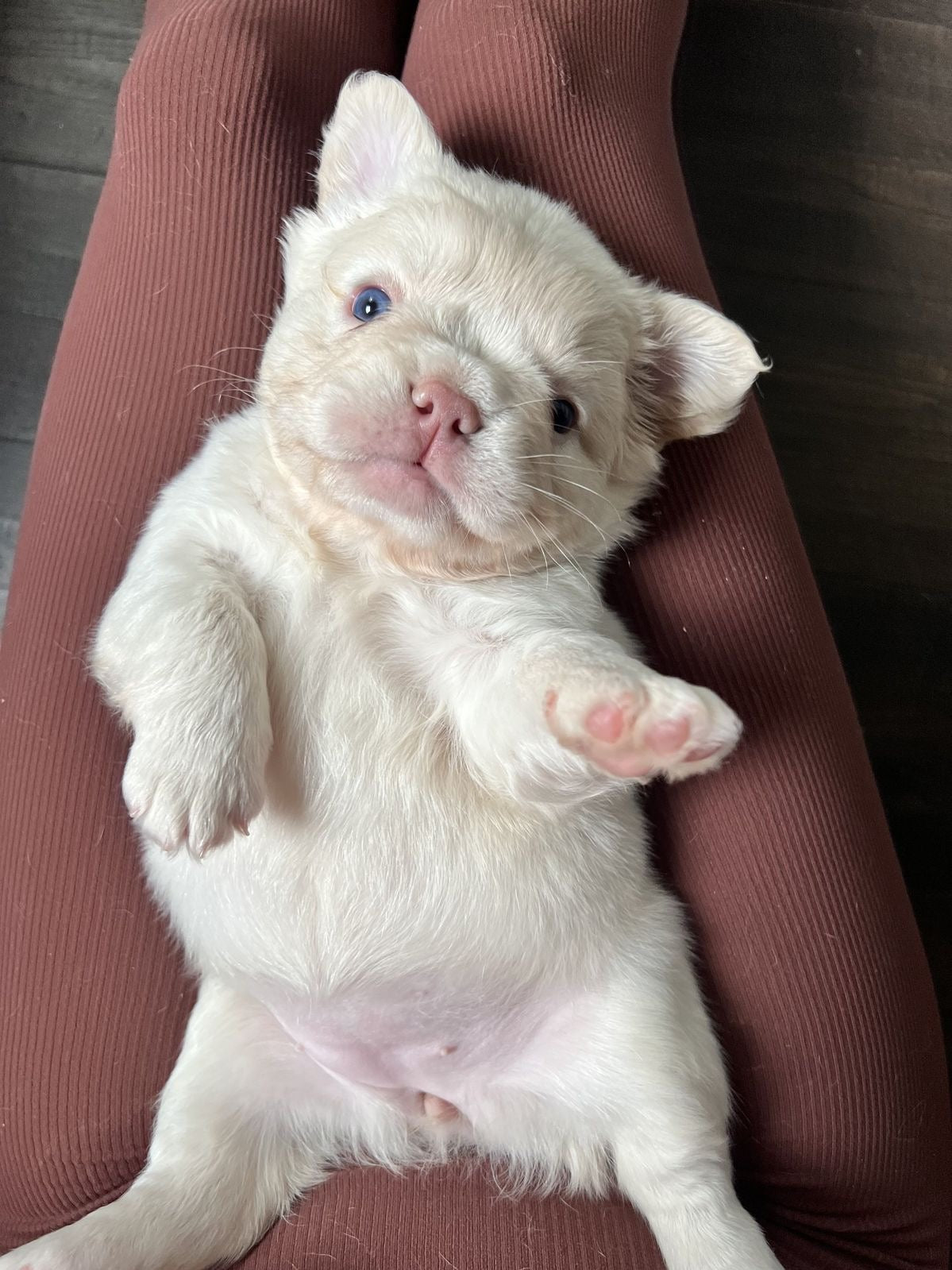 Buldog frances Fluffy