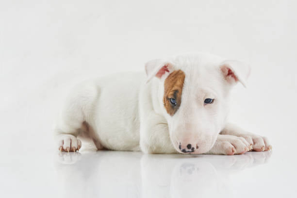 Bull Terrier