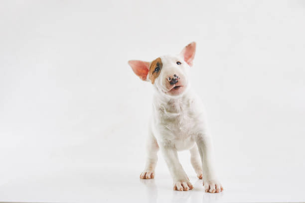 Bull Terrier
