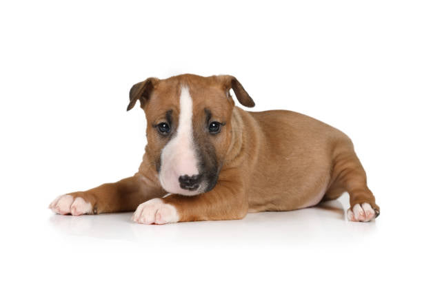 Bull Terrier