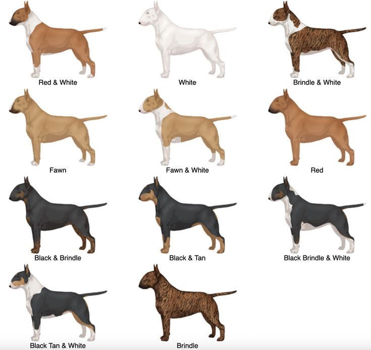 Bull Terrier