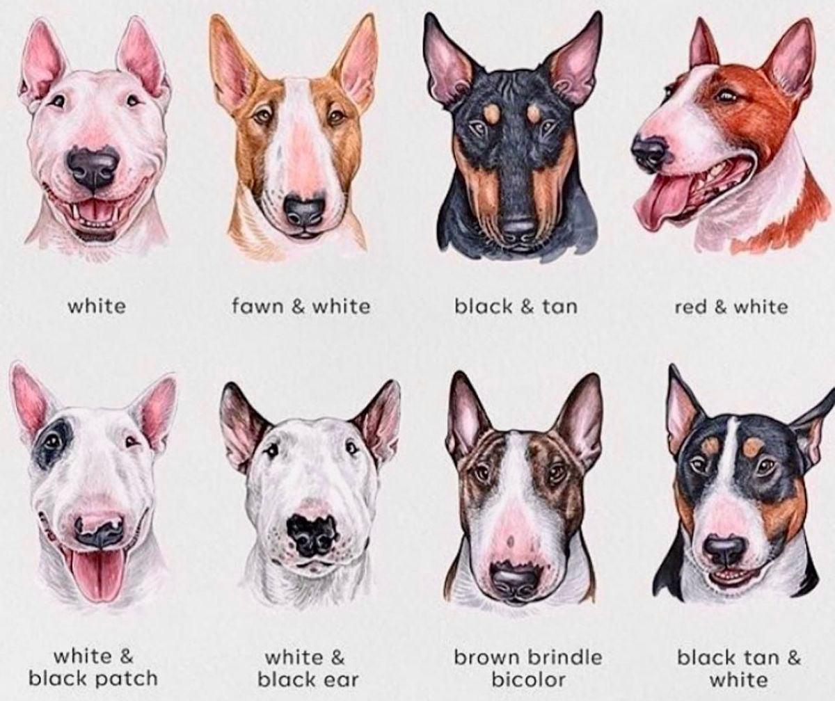 Bull Terrier