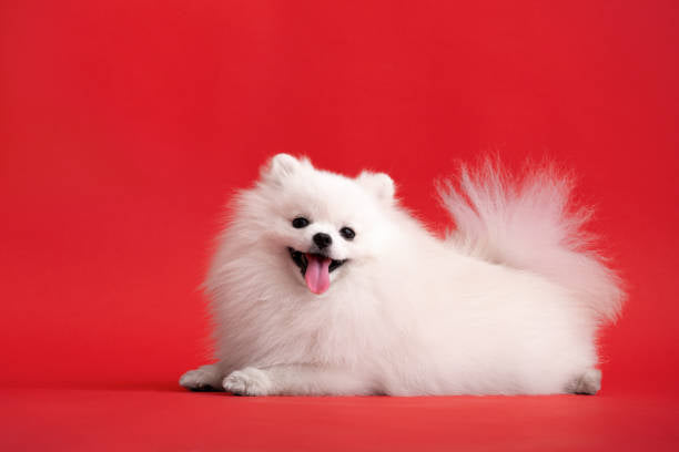 Pomerania