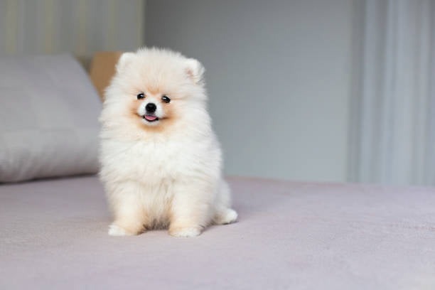 Pomerania