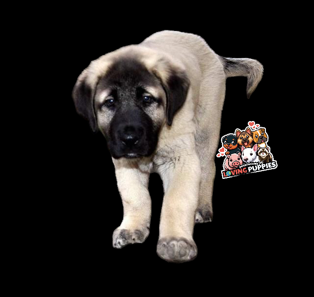 Kangal Turco
