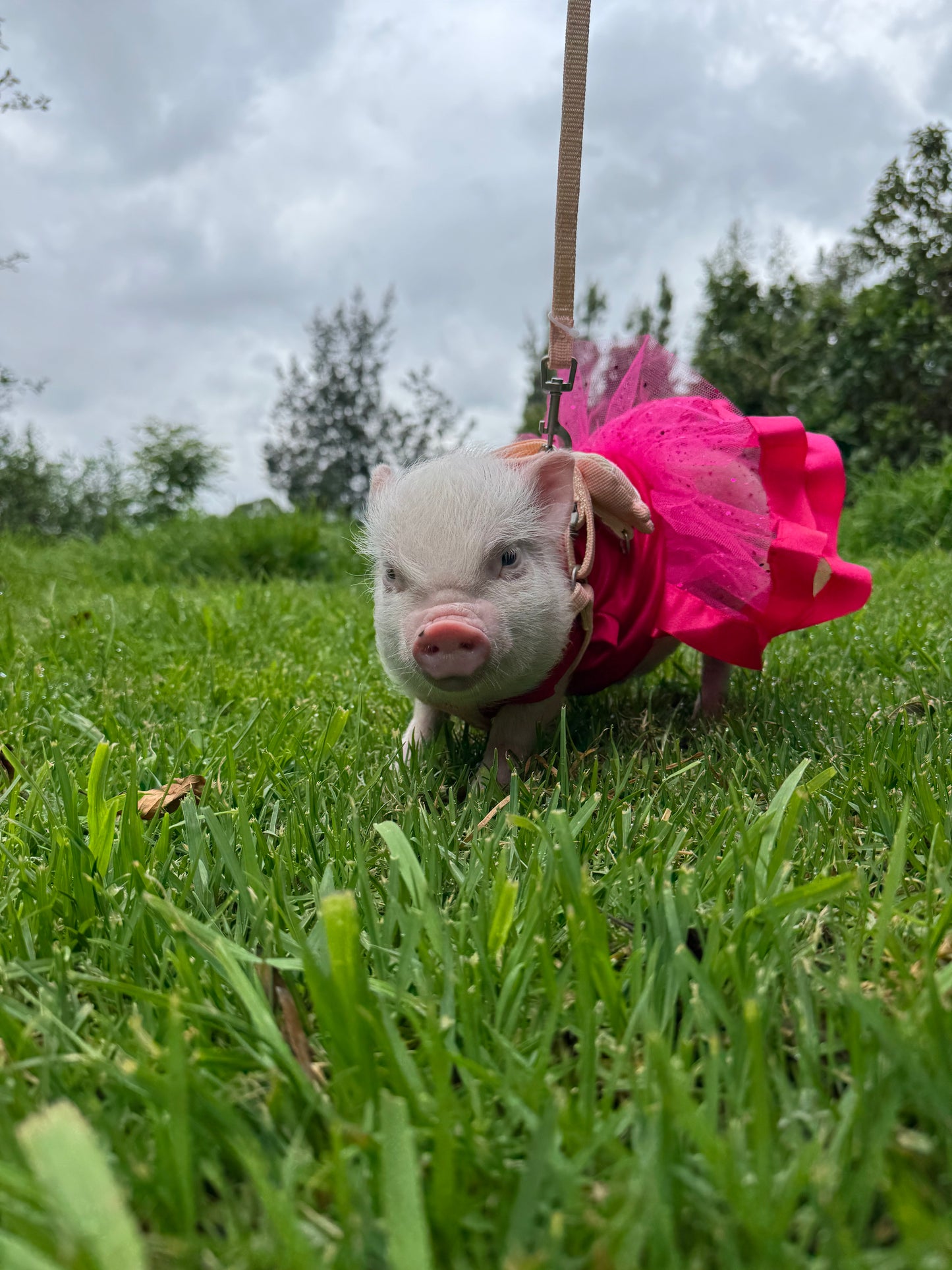 MiniPig
