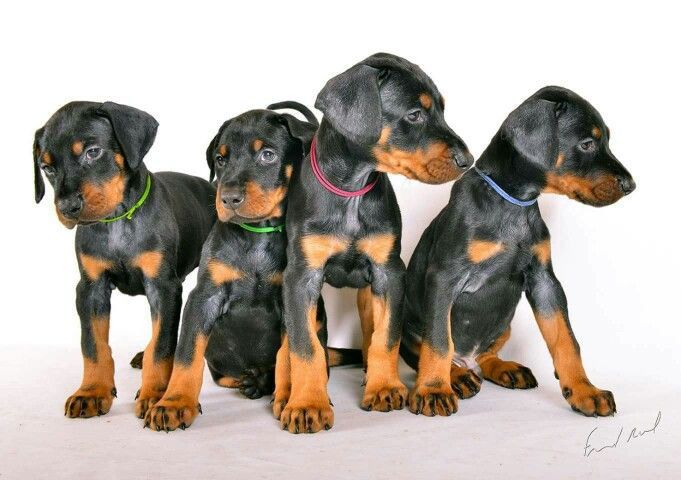 Doberman Linea Europea