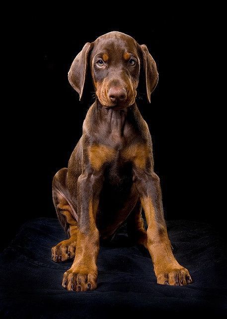 Doberman Linea Europea