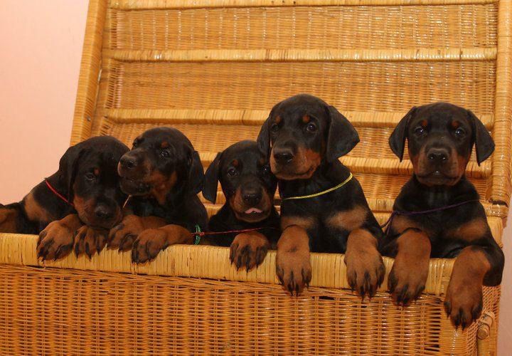 Doberman Linea Europea