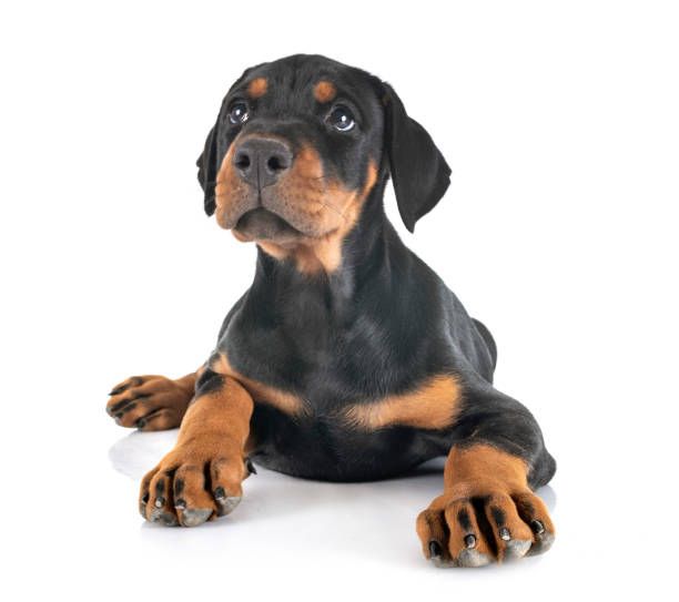 Doberman Linea Europea