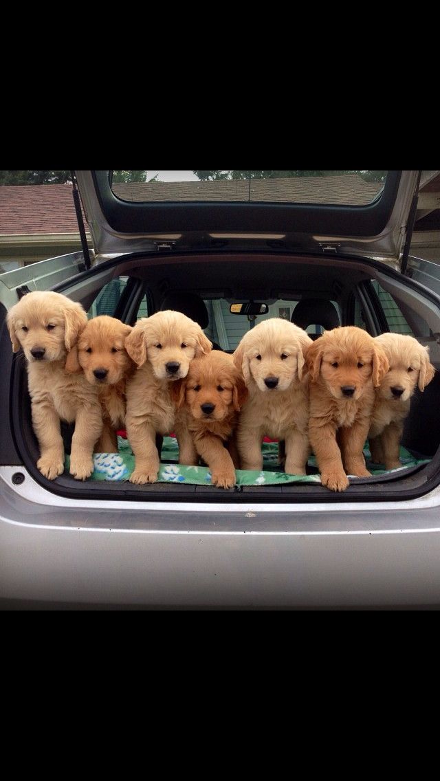 Golden Retriever