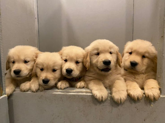 Golden Retriever