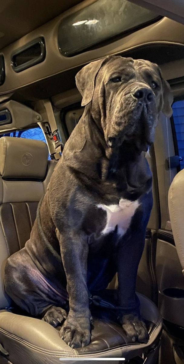 Cane Corso
