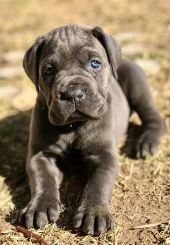 Cane Corso