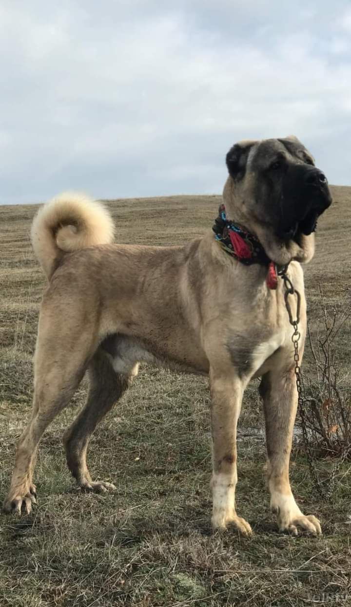 Kangal Turco