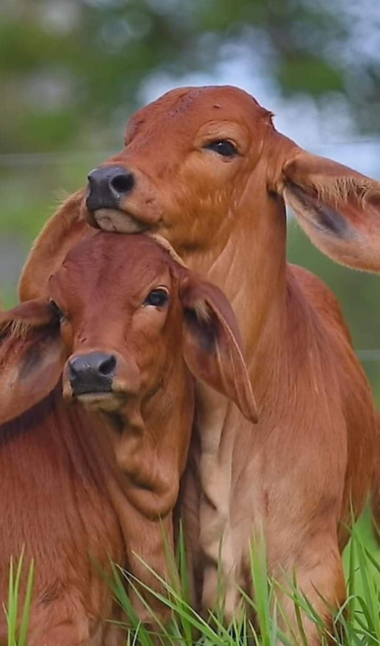 Terneros brahman Rojo