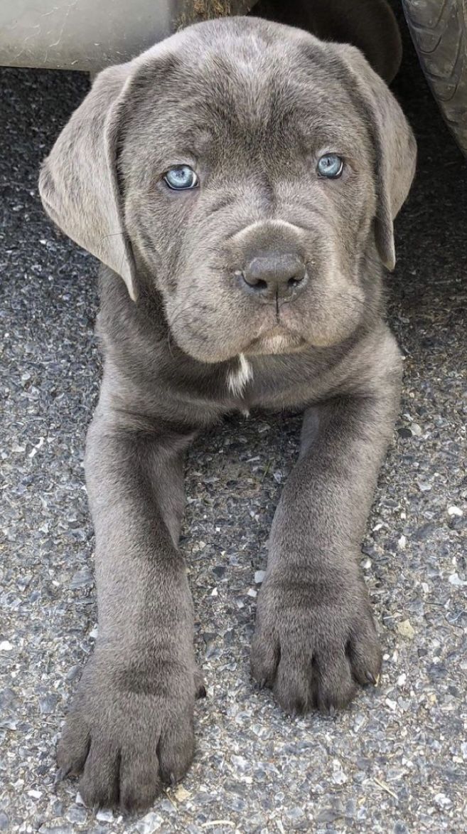 Cane Corso