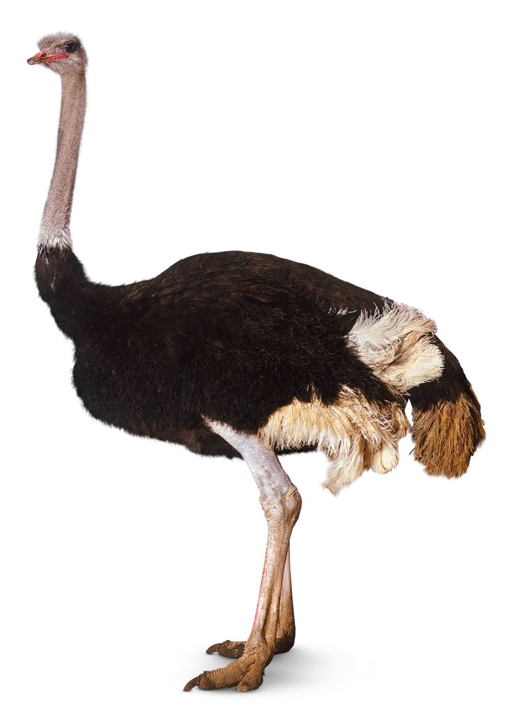Avestruz