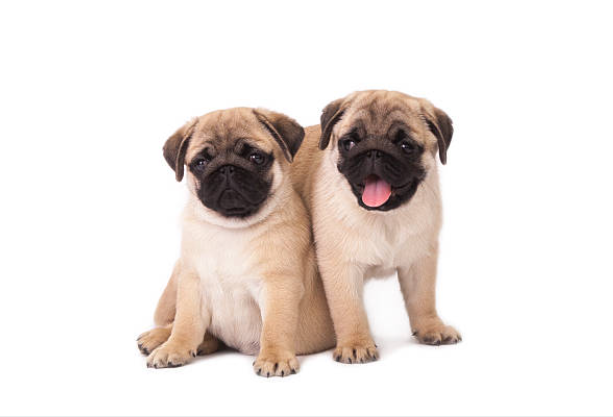 Pug