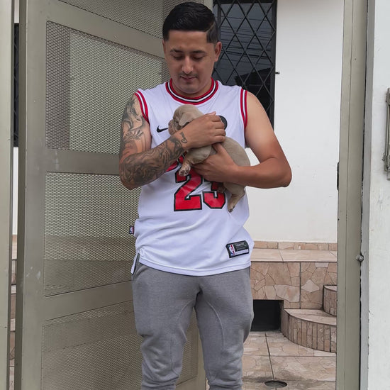 American Bully 