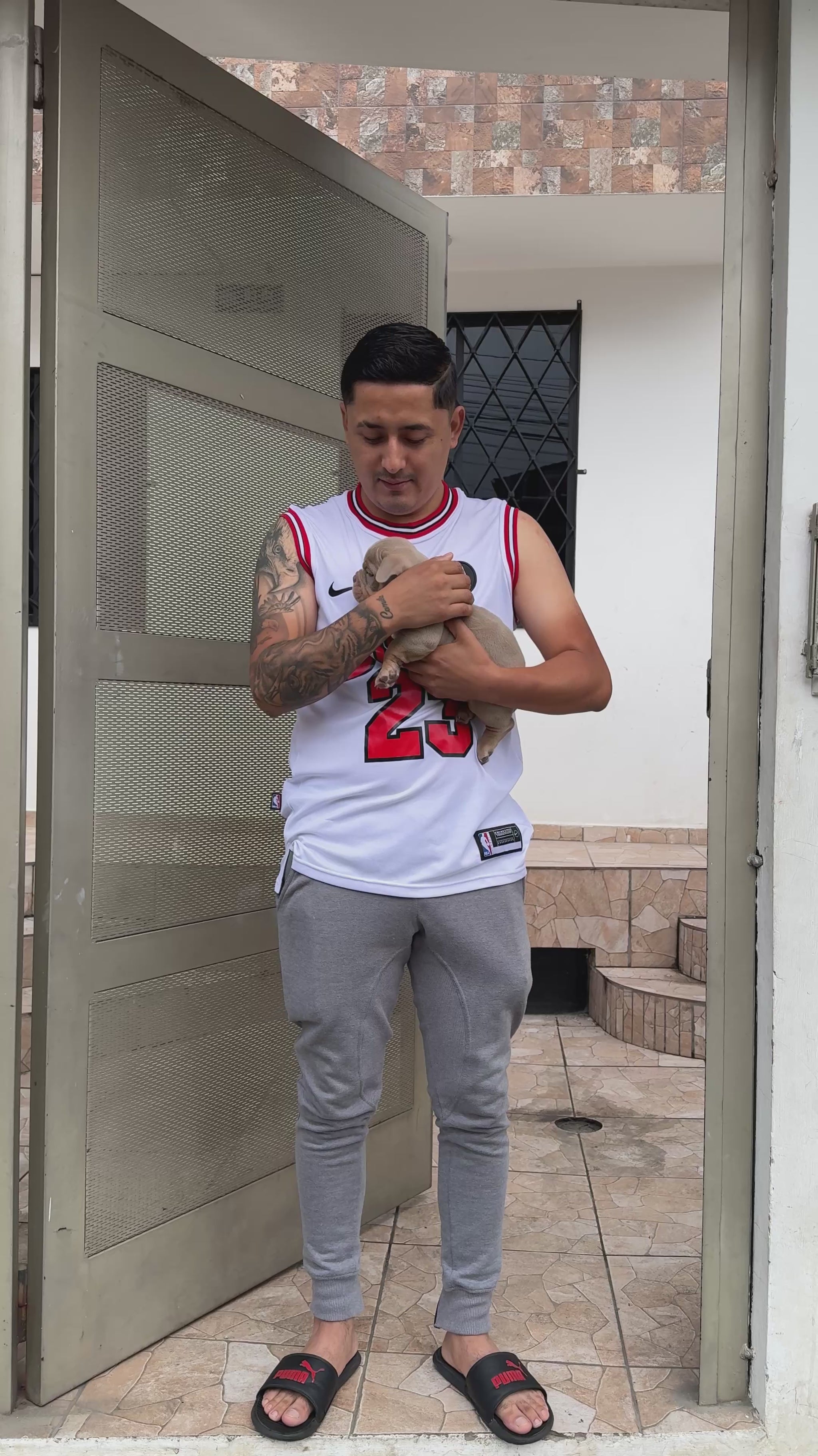 American Bully 