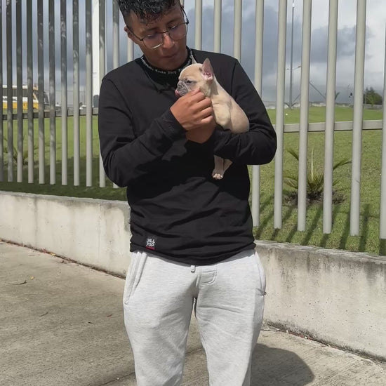Bulldog francés 1