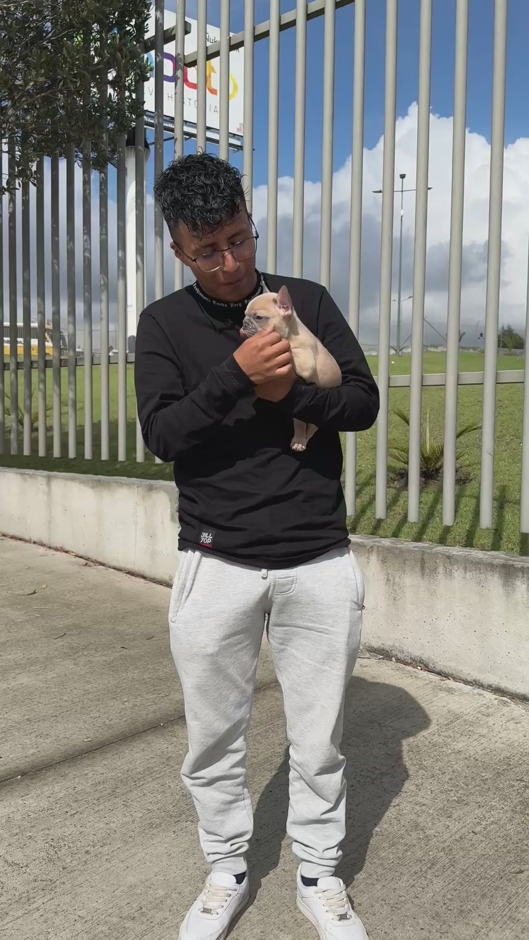 Bulldog francés 1