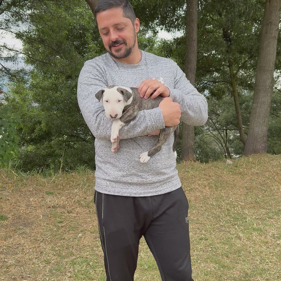 Bull terrier 1