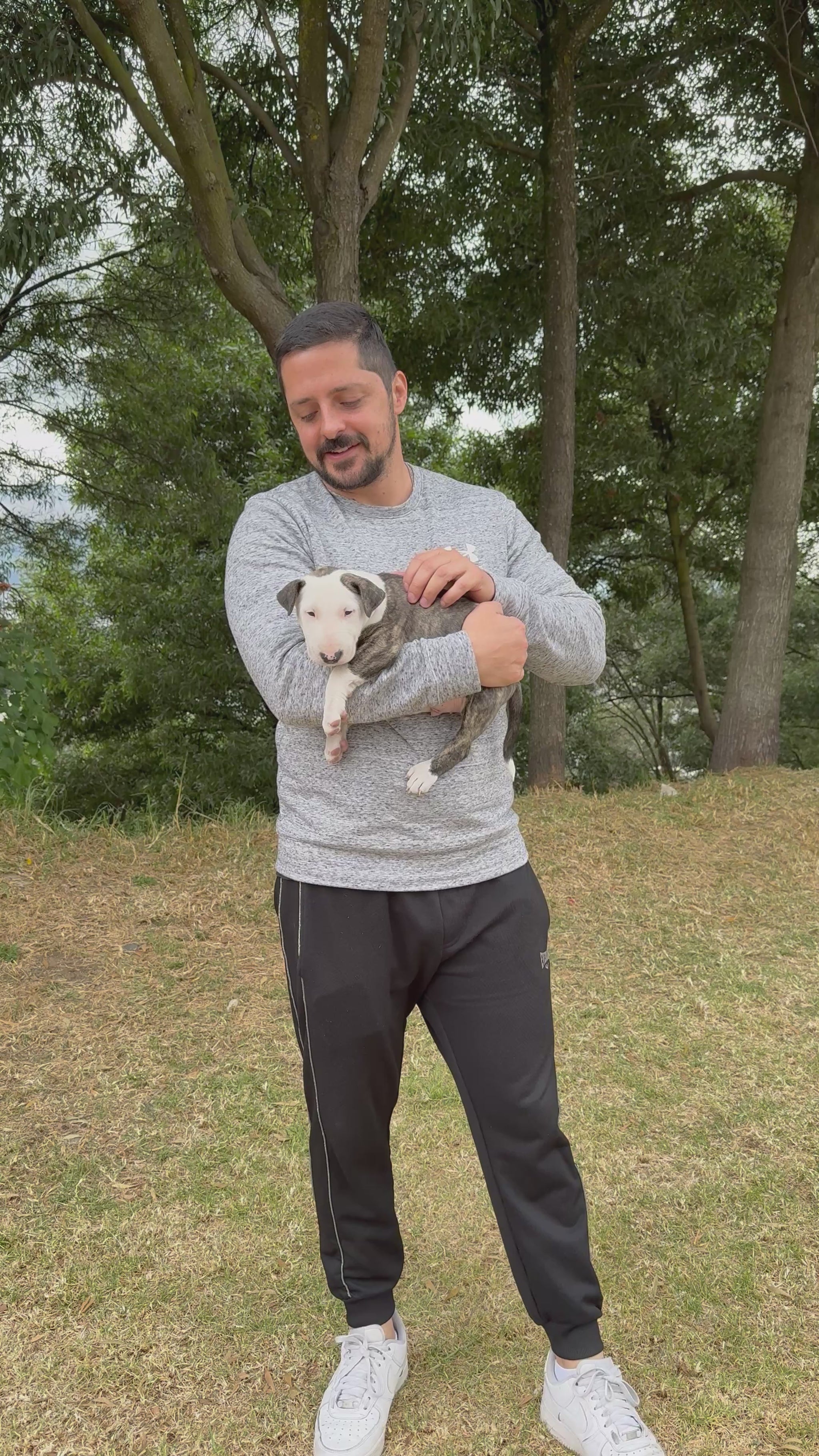 Bull terrier 1