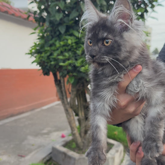 Maine Coon