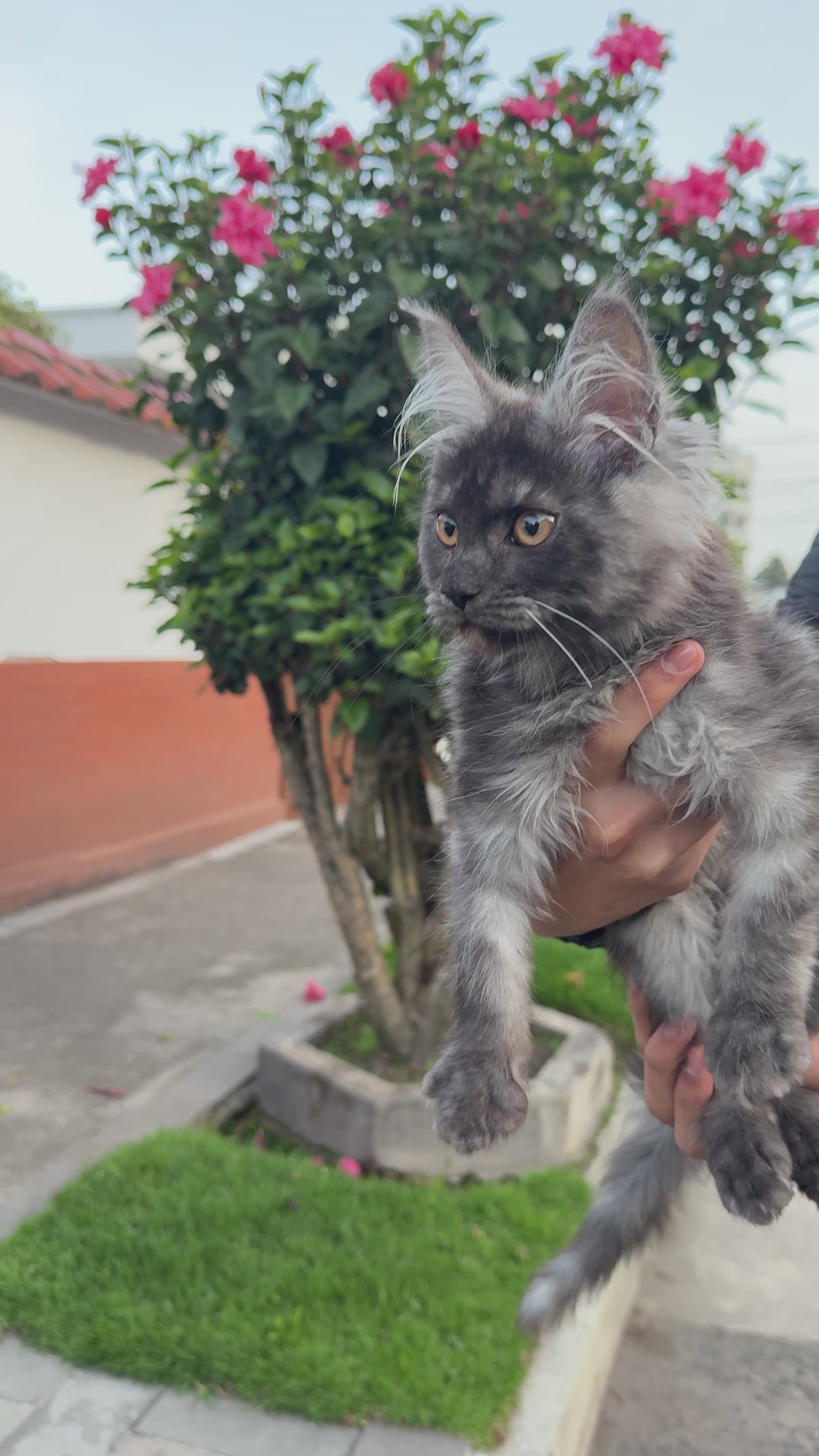 Maine Coon