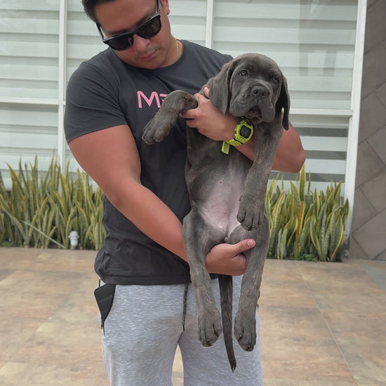 Cane Corso 