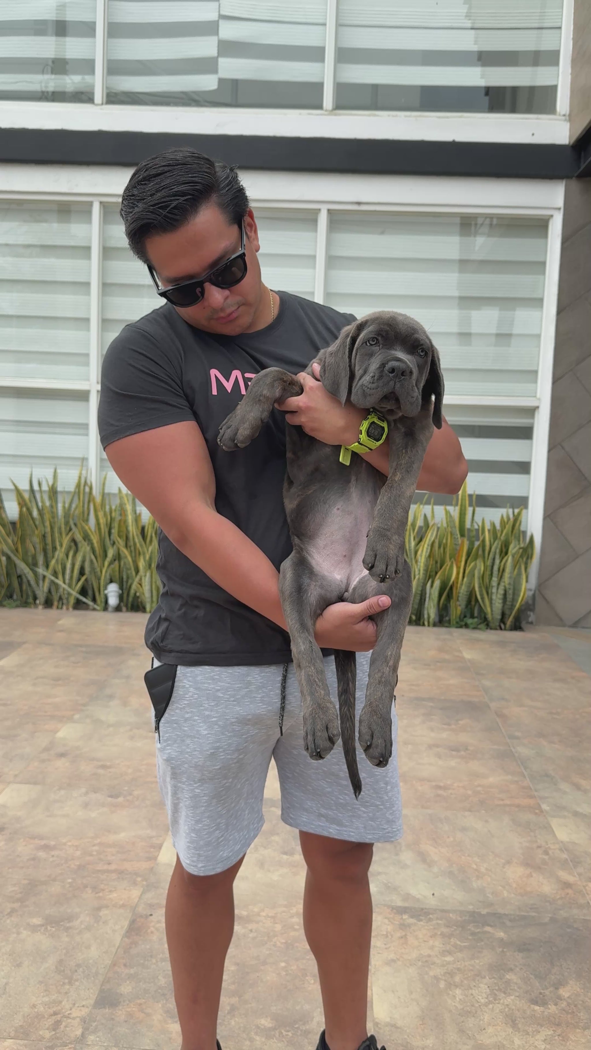 Cane Corso 
