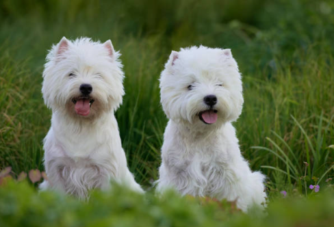 West Highland Terrier