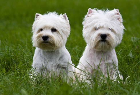 West Highland Terrier