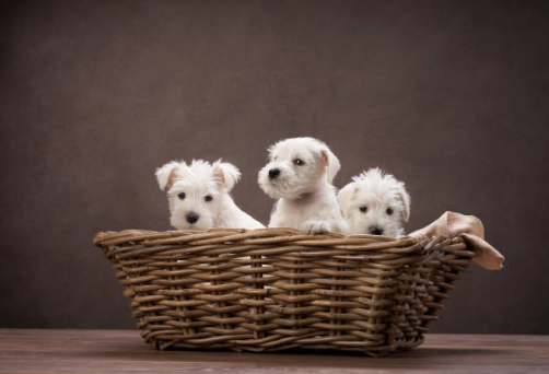 West Highland Terrier